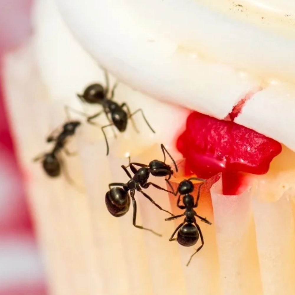 bánh mứt kẹo ngày tết
