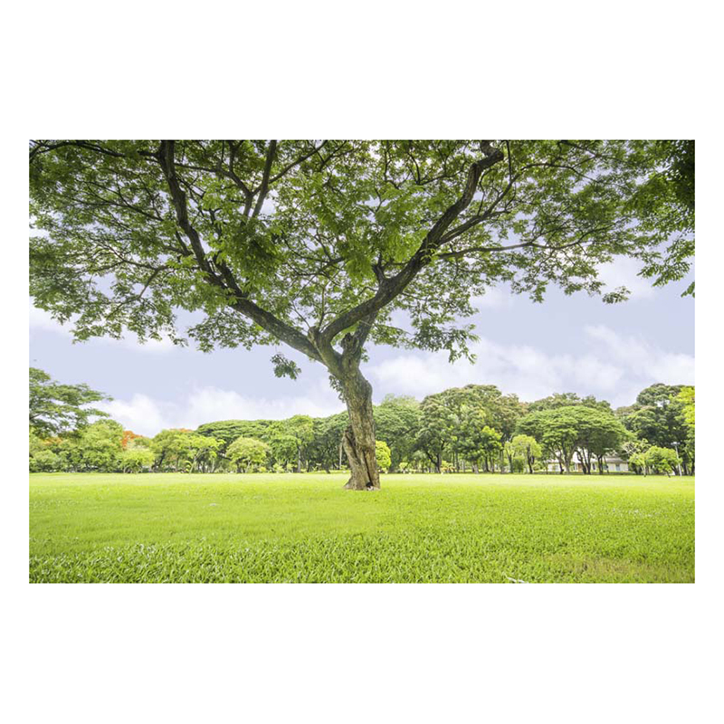 1164046 , 8545073103736 , 62_7472745 , 300000 , Tranh-Dan-Tuong-Phong-Canh-3D-LN0141-62_7472745 , tiki.vn , Tranh Dán Tường Phong Cảnh 3D LN0141 Tranh Dán Tường Phong Cảnh 3D LN0141