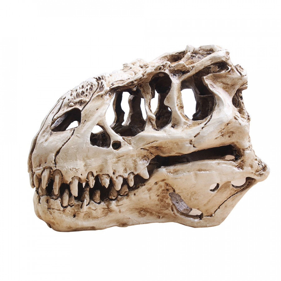 1792771 , 3143637954289 , 62_13178207 , 415000 , T-Rex-Skull-Tyrannosaur-Skull-Unique-Aquarium-Decorations-Skeleton-Aquarium-Decoration-62_13178207 , tiki.vn , T-Rex Skull Tyrannosaur Skull Unique Aquarium Decorations Skeleton Aquarium Decoration T-Rex Skull Tyrannosaur Skull Unique Aquarium Decorations Skeleton Aquarium Decoration