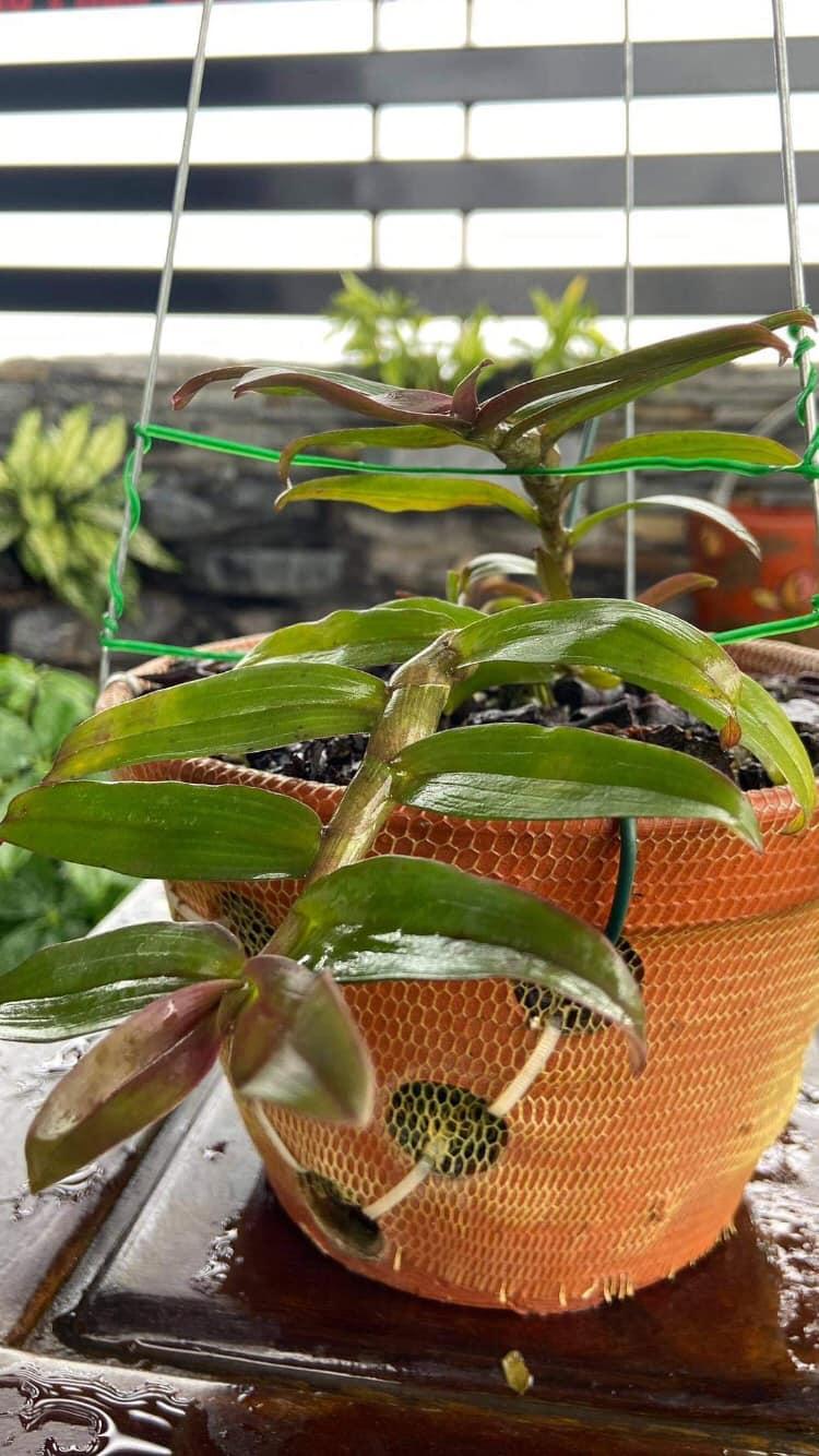 Phi điệp lai cực đẹp