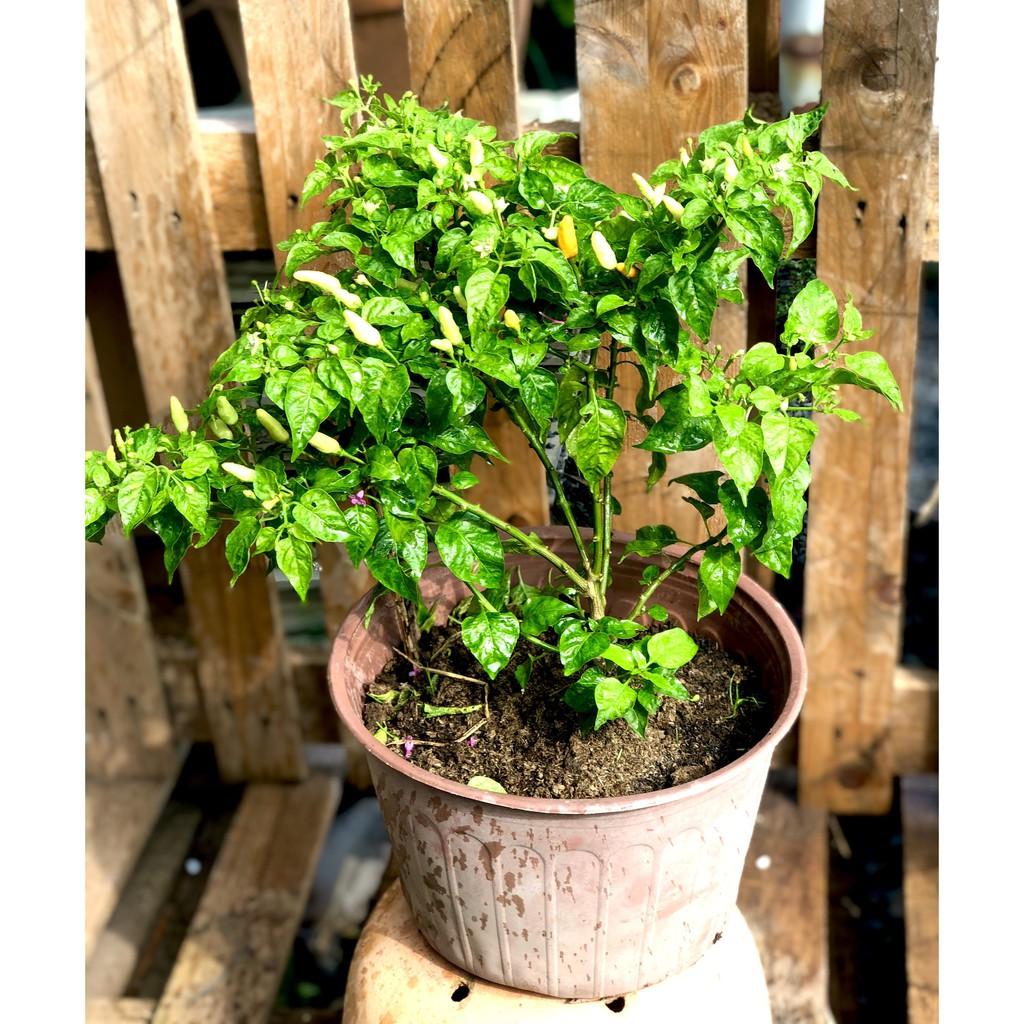 Cây ớt trắng Phan Thiết đang có trái