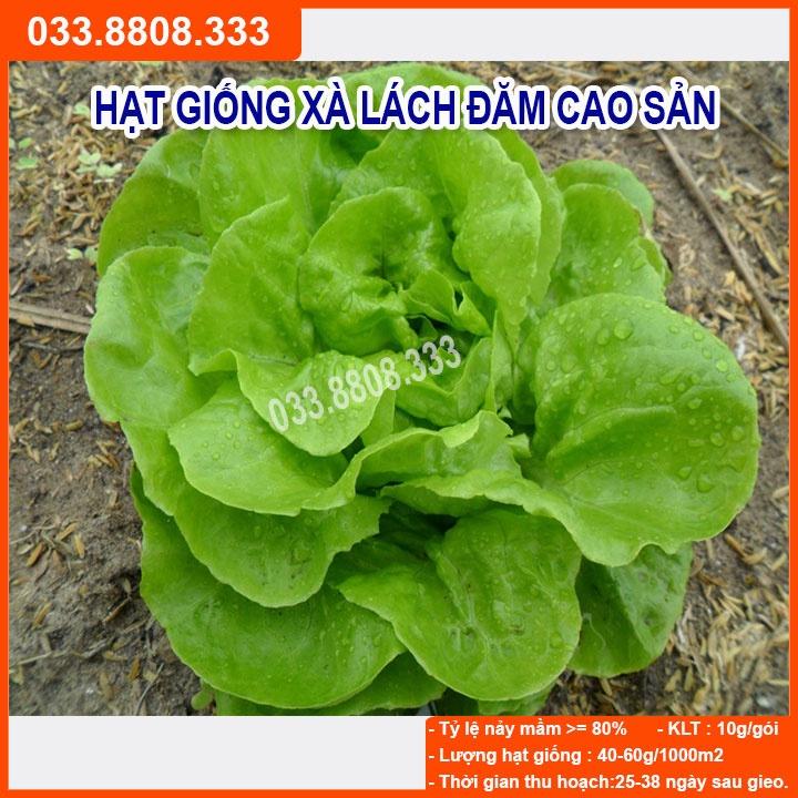Hạt Giống Xà Lách Đăm 2g - Giống Tốt Giá Rẻ