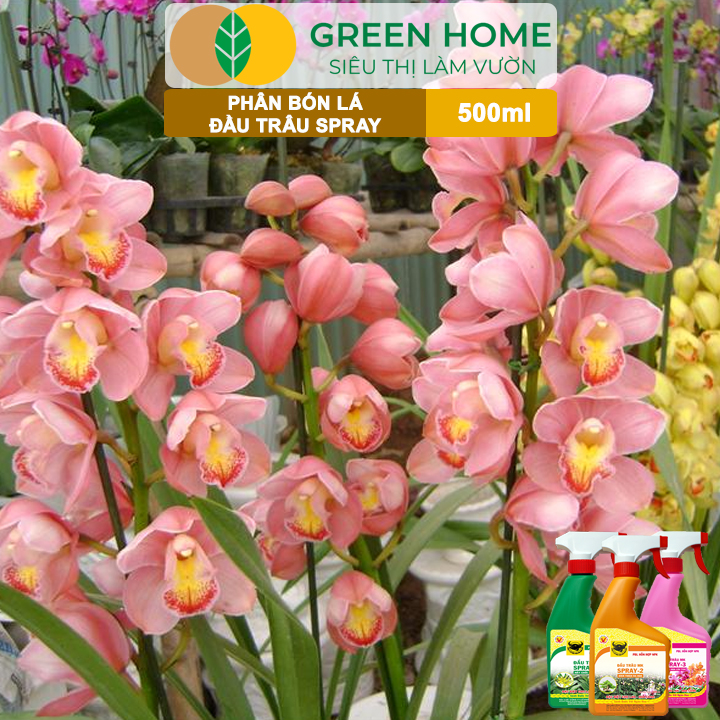 Bộ 3 Phân Bón Lá Đầu Trâu Spray 1, 2, 3 Greenhome, Bình Điền, Chai 500ml, Cao Cấp, Chuyên Cho Hoa Kiểng