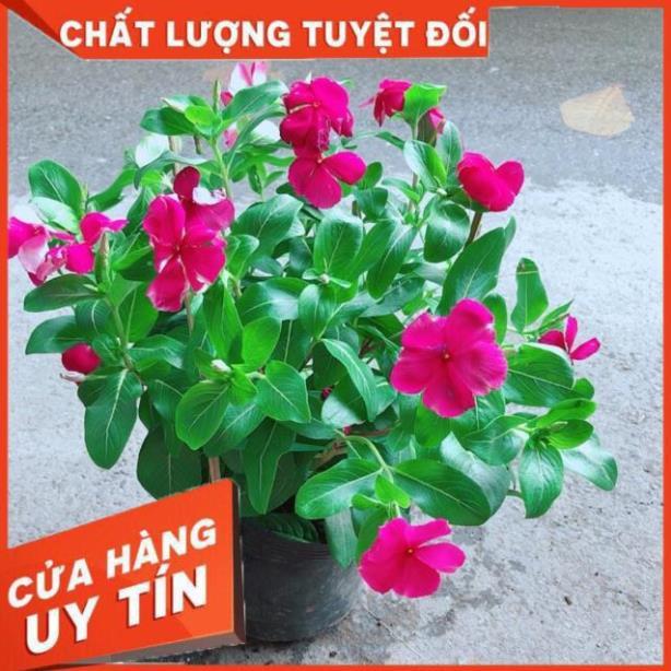 Hoa Dừa Cạn Màu Hồng