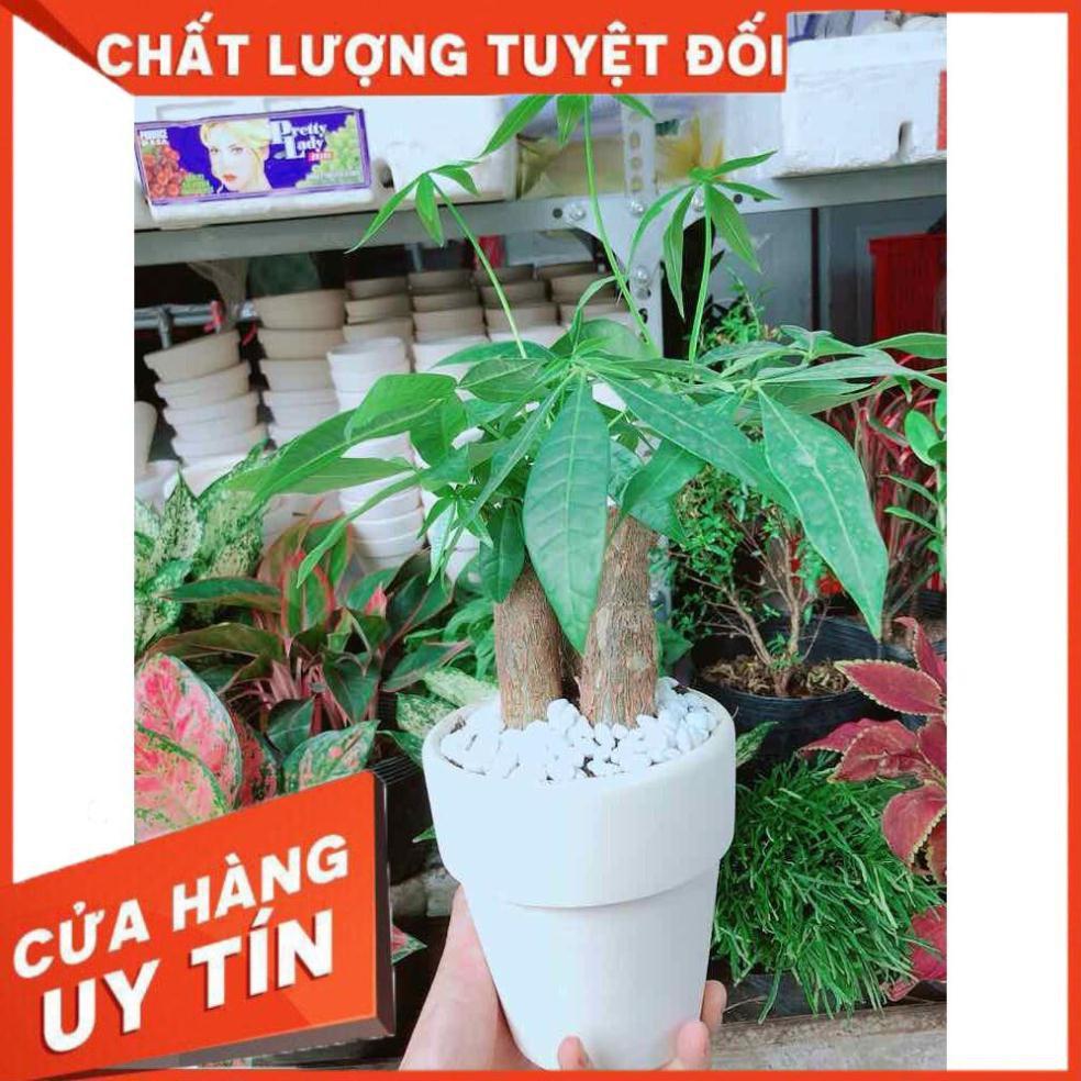 Chậu kim ngân 3 thân Nhiều Người Mua