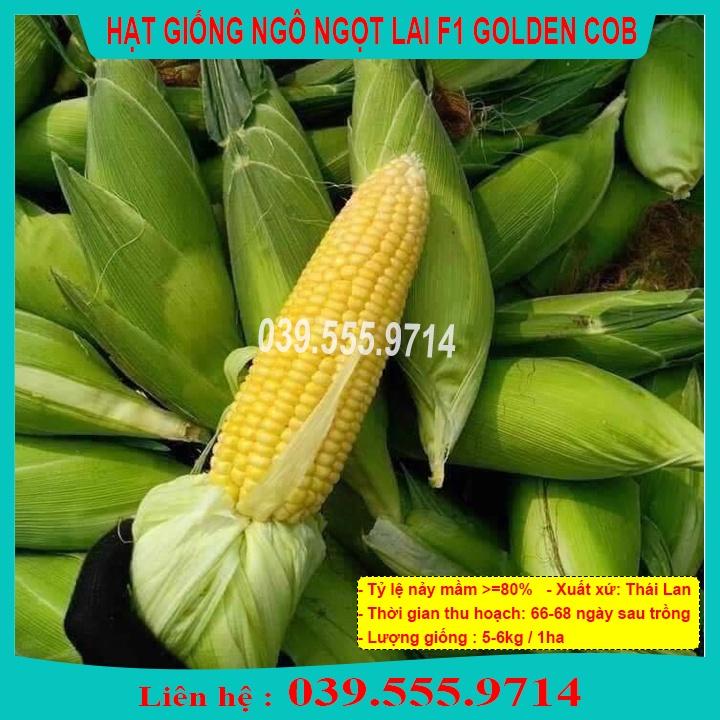 Hạt Giống Ngô Ngọt Lai F1 GOLDEN COB 100gram - Ngô Năng Suất Cao Hạt Ngô To Đều Đẹp