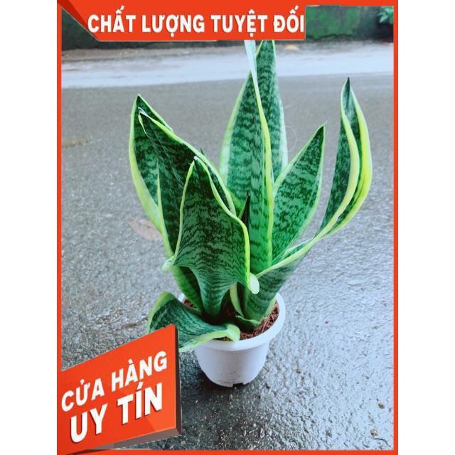 Lưỡi Hổ Cao