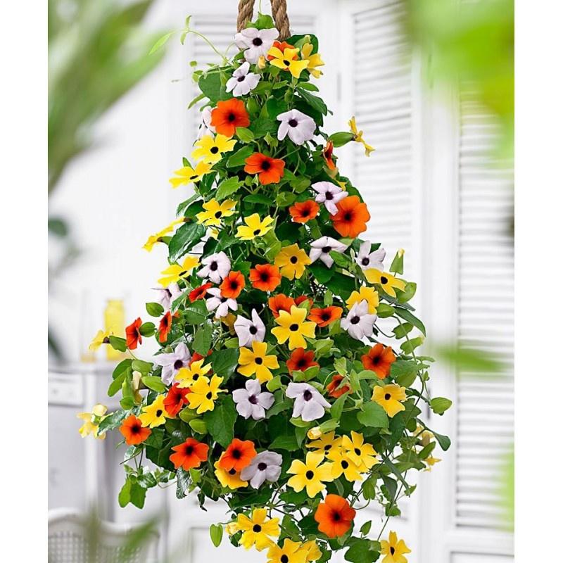 Hạt Giống Hoa Ánh Dương Nhiều Màu CT491 - Gói 5 hạt