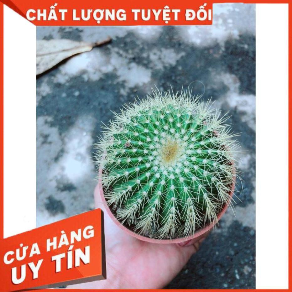 Xương Rồng Kim Hổ Nhiều Người Mua