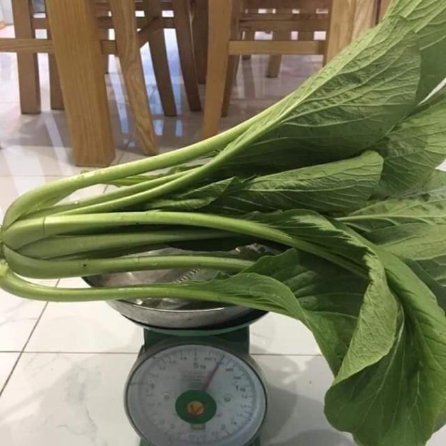 CẢI NGỌT KHỔNG LỒ CHỊU NHIỆT
