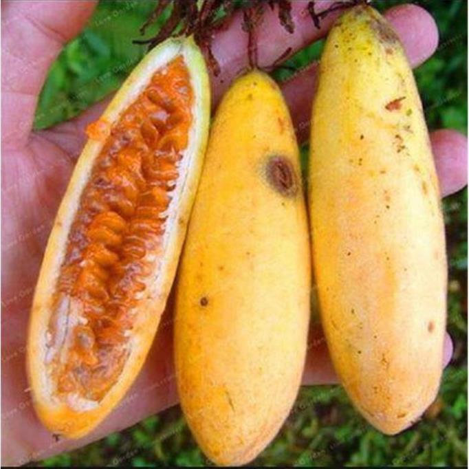 CÂY GIỐNG CÂY CHANH LEO CHUỐI NAM MỸ
