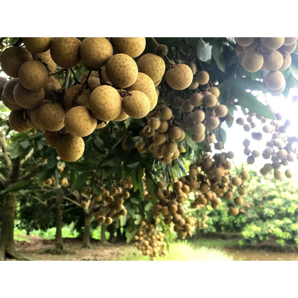 Cây giống Nhãn Hương Chi cho trái sớm.