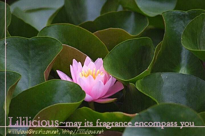 sweet temptation chapter 1 20