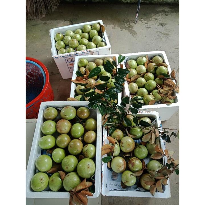 Cây vú sữa bơ hồng.