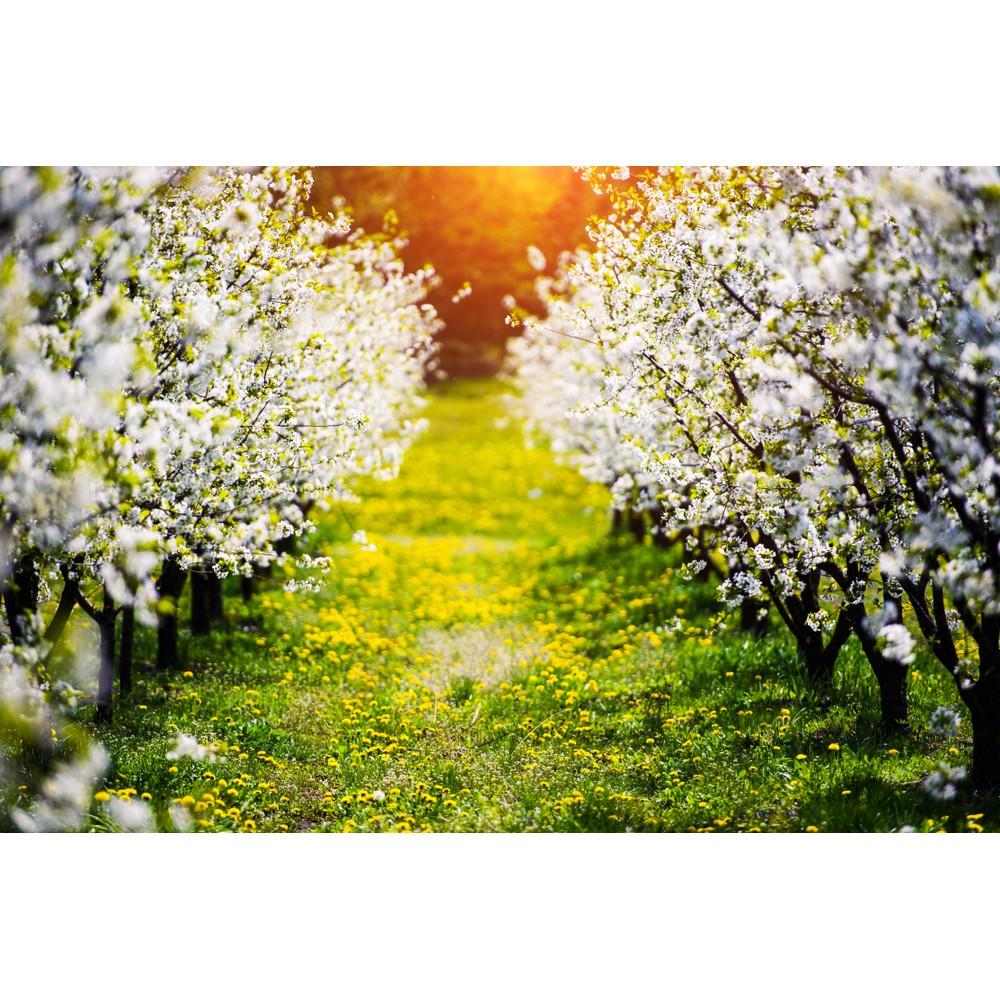 Tranh dán tường Tranh hàng cây hoa anh thảo rực rỡ, tranh dán tường 3d hiện đại