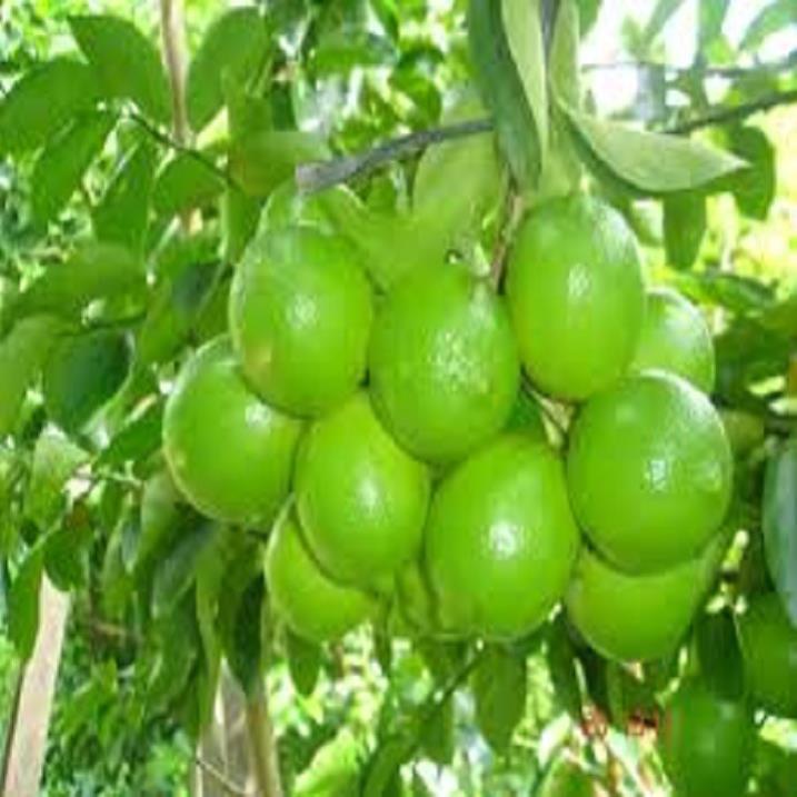 COMBO 10 Cây giống chanh tứ quý RA QUẢ 4 MÙA
