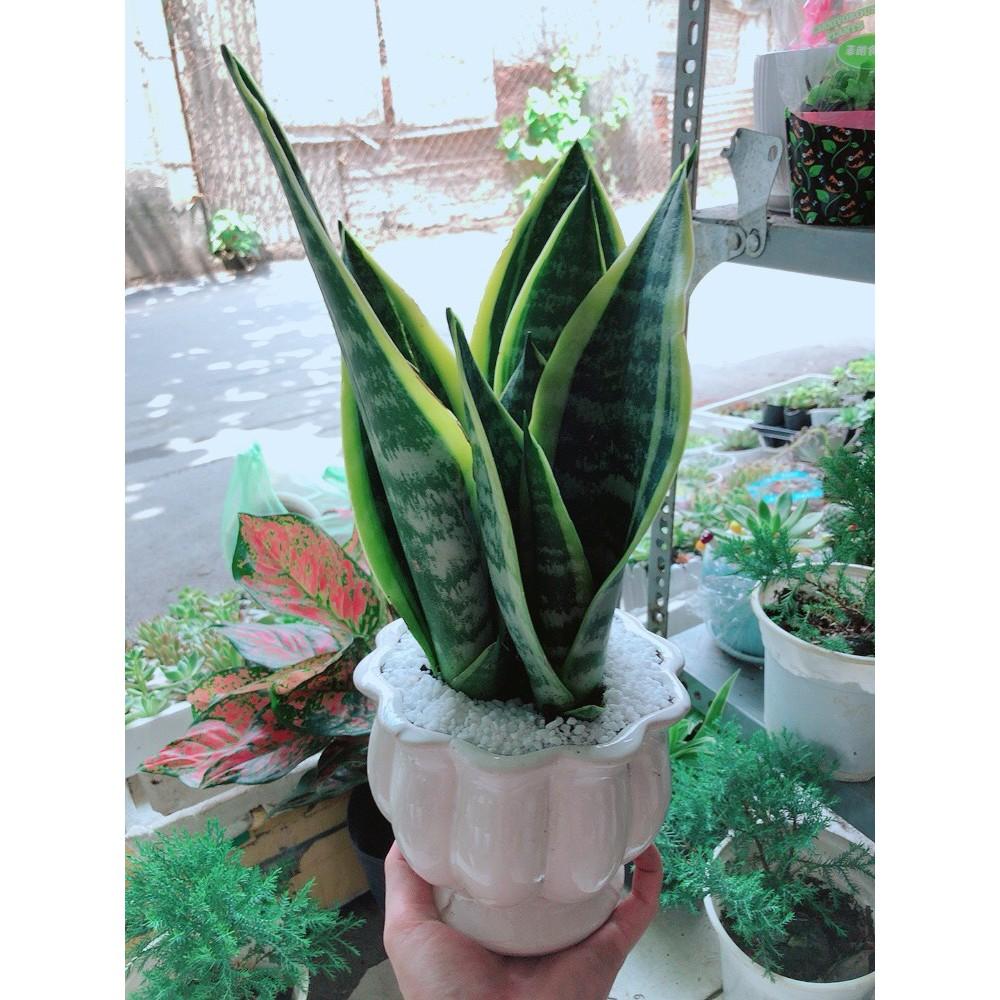 Chậu Lưỡi Hổ Để Bàn Làm Việc