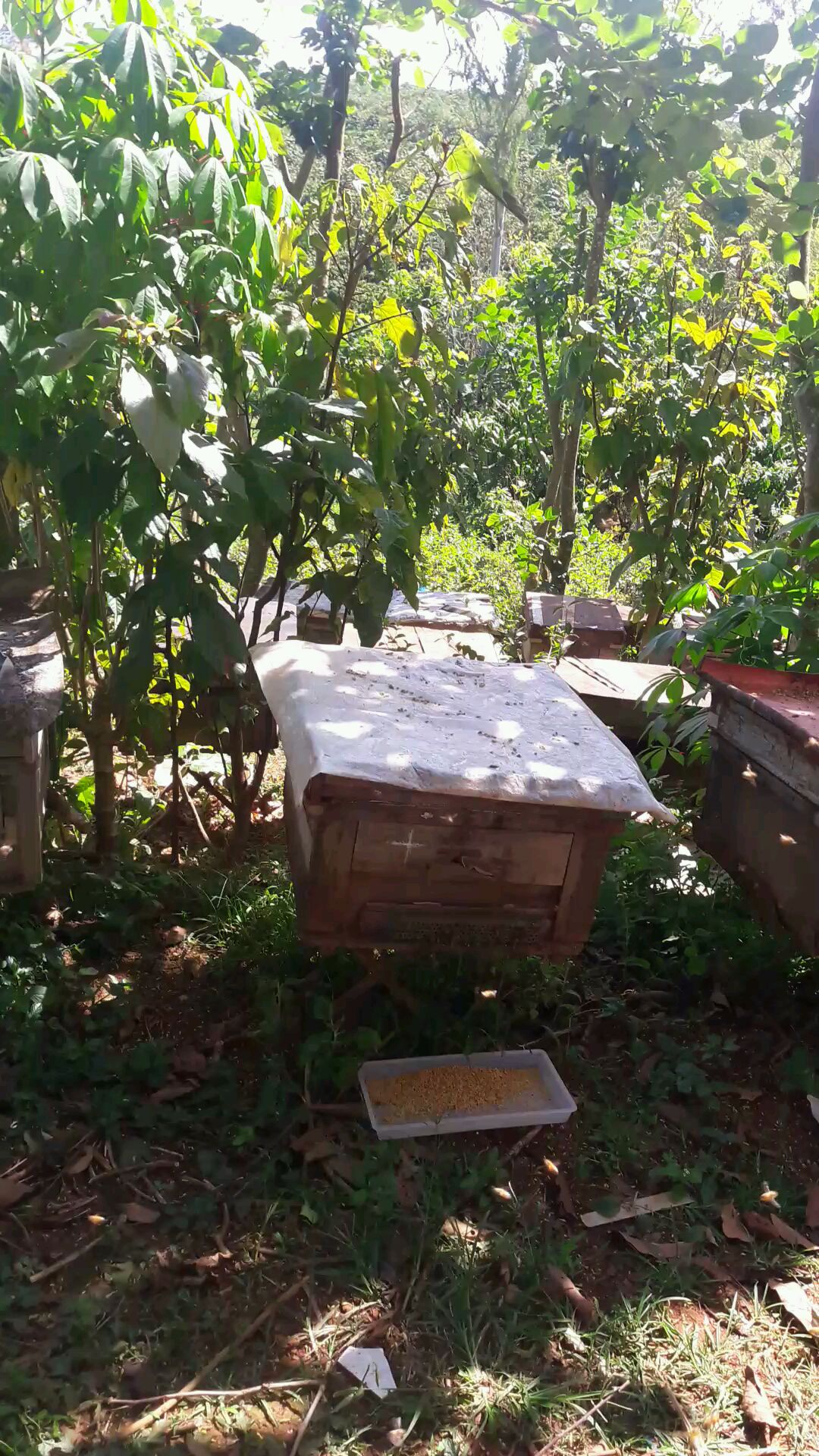 Phấn Hoa Cà Phê Nguyên Chất