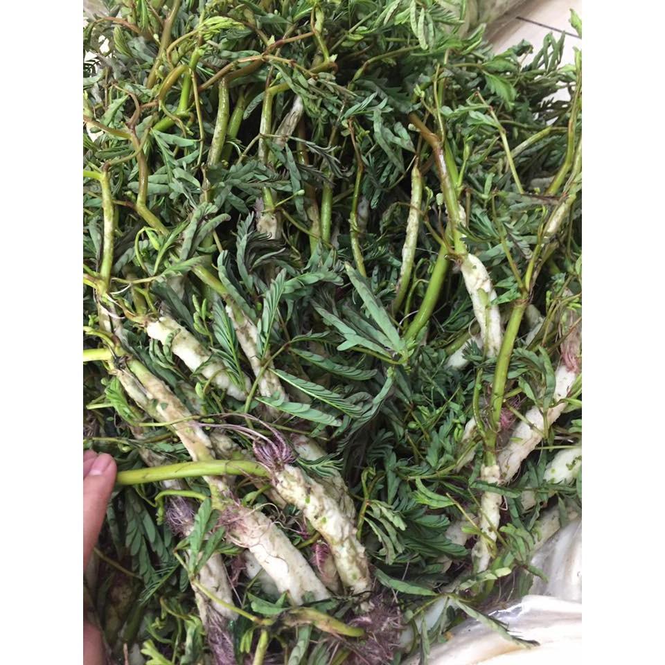 Hạt Giống Rau Nhút - Rau Rút Dút KNS3712 - Gói 50 hạt