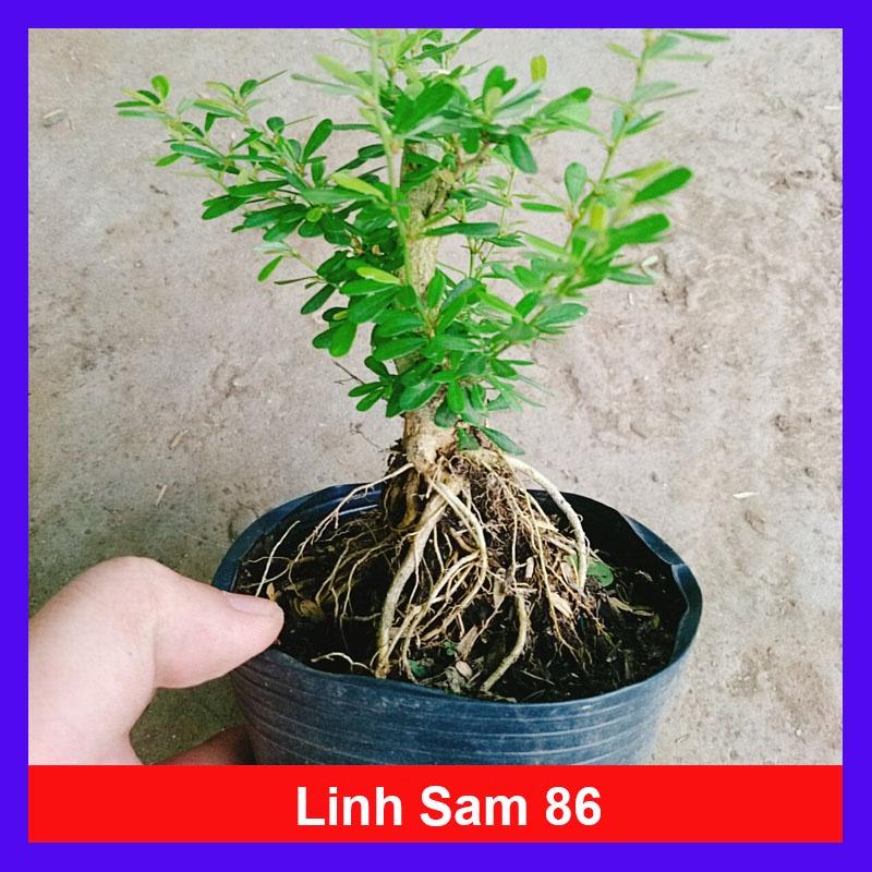 Cây Linh Sam 86 - cây cảnh bonsai để bàn + tặng phân bón