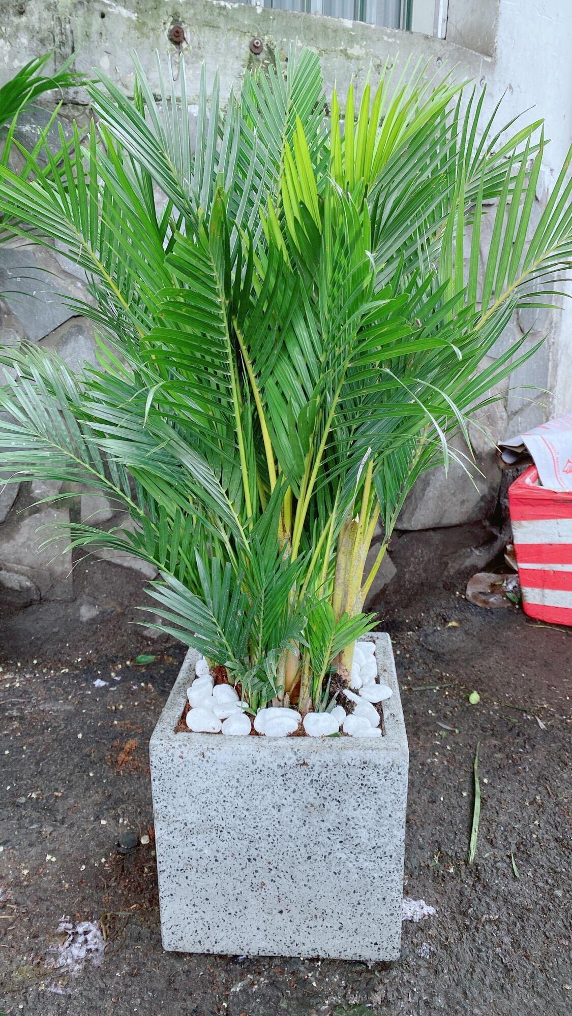 Chậu Cây Cau Kiểng 1m Hàng Đẹp