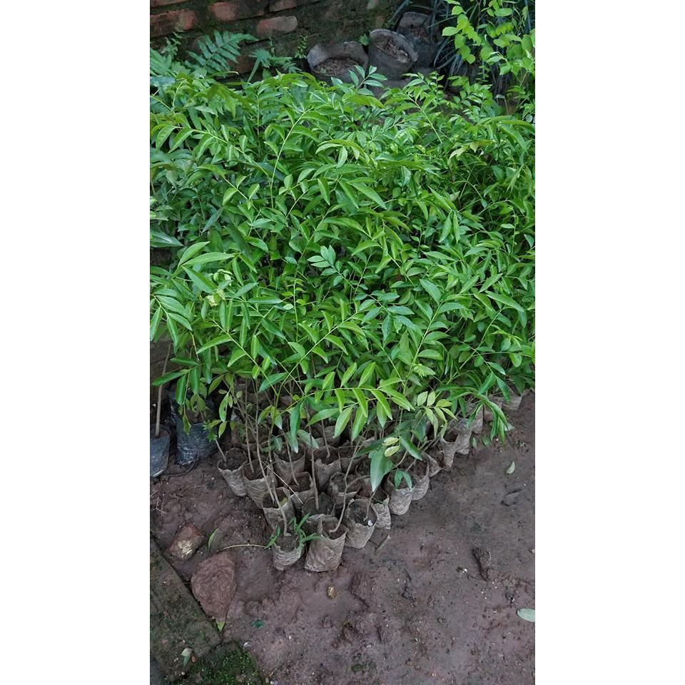 Cây mắc mật lấy lá làm gia vị cao 40 cm - Mua 3 cây tặng 1 cây với đơn hàng thanh toán trước