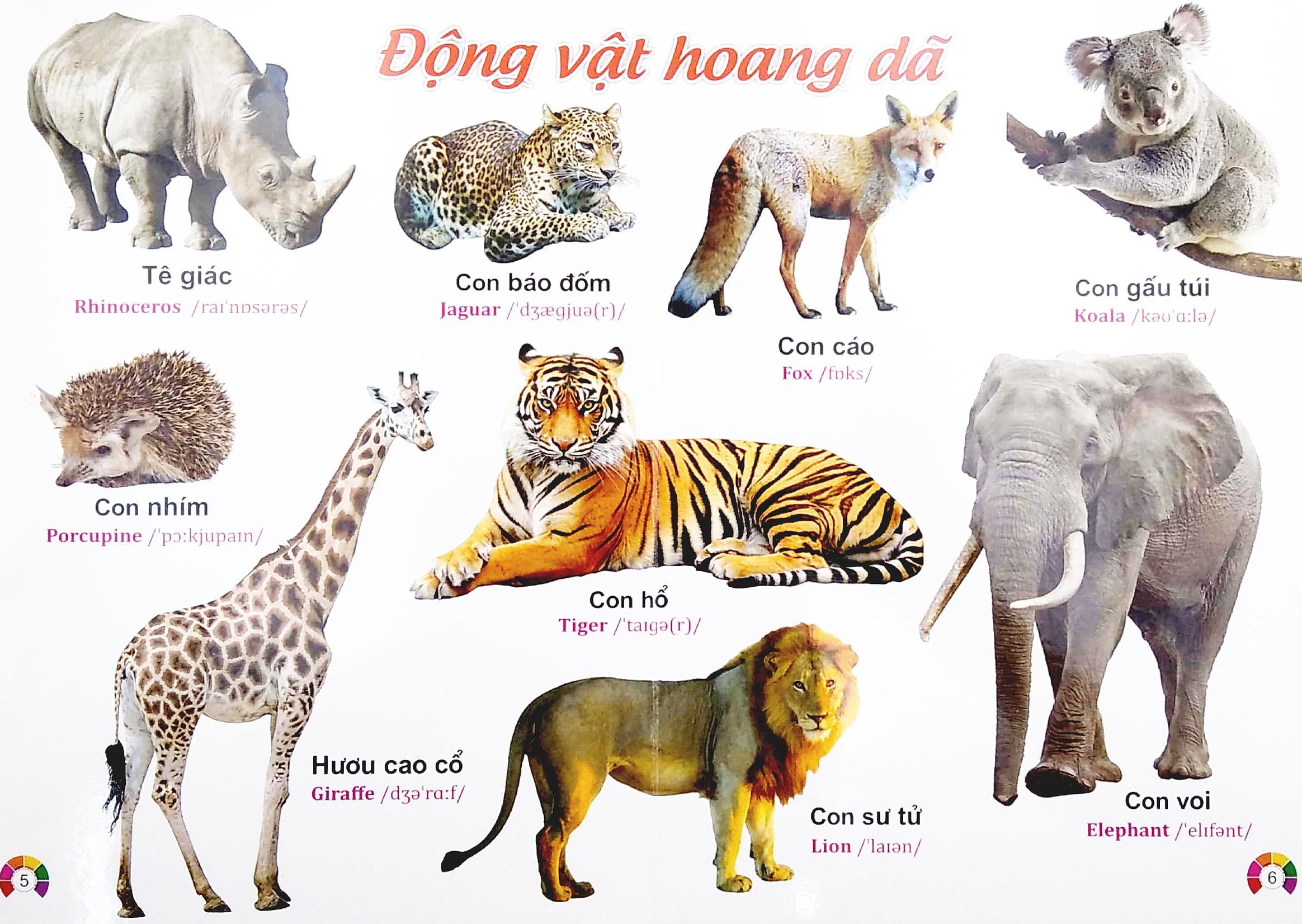 Từ Điển Bằng Tranh Động Vật - Song Ngữ Việt - Anh