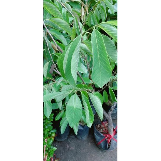 Mãng Cầu Na Dứa