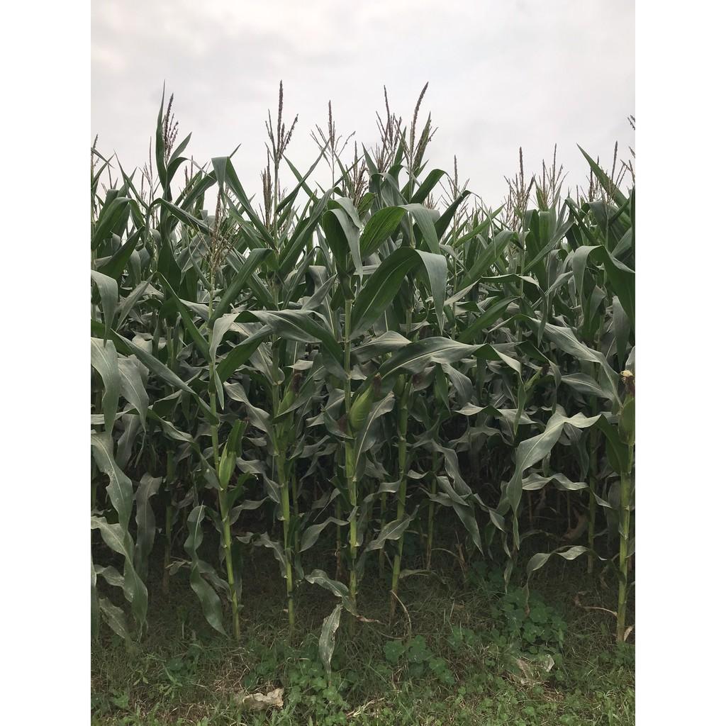 Hạt giống ngô lai F1 MK399 1kg