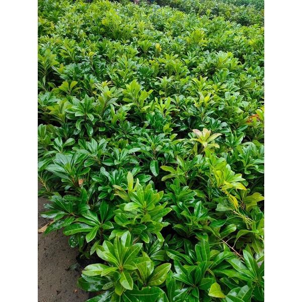Cây giống thanh mai hay dâu rừng dễ trồng và chăm sóc.