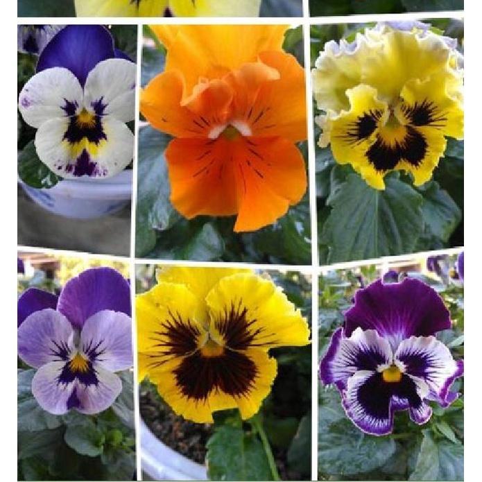 Combo 3 gói Hạt giống hoa pansy hoa cánh đơn nhiều màu/Gói 50 hạt-tặn 3 viên nén ươm hạt