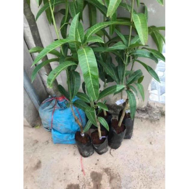 Cây Giống Xoài Thái Tím