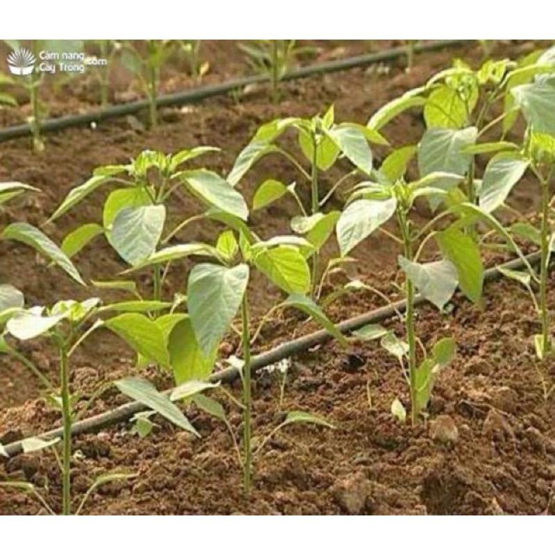 CÂY GIỐNG ỚT CHỈ THIÊN SIÊU CAY