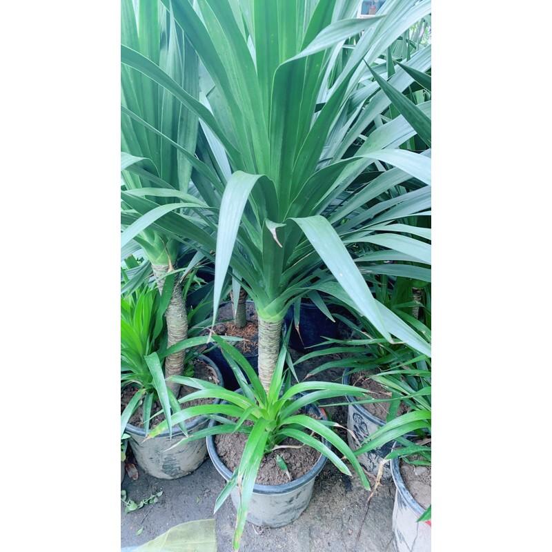 Phát Tài Núi 1 Thân Cao 1m4