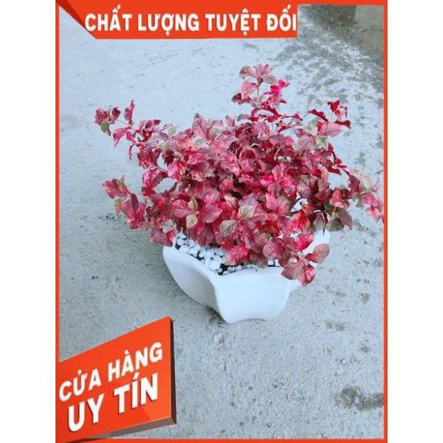 Chậu Ruby Đỏ