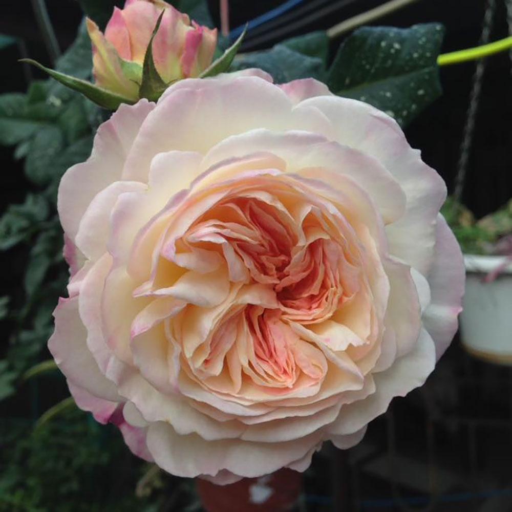 Hoa hồng ngoại Keria Rose đẹp lung linh