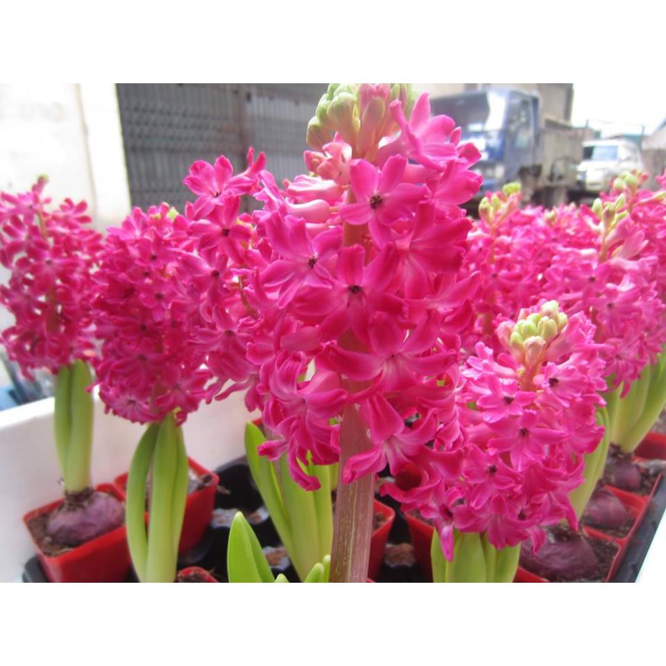 Củ hoa tiên ông hồng đậm - 1 củ