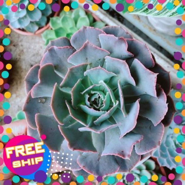 Chậu sen đá bắp cải tím size đại
