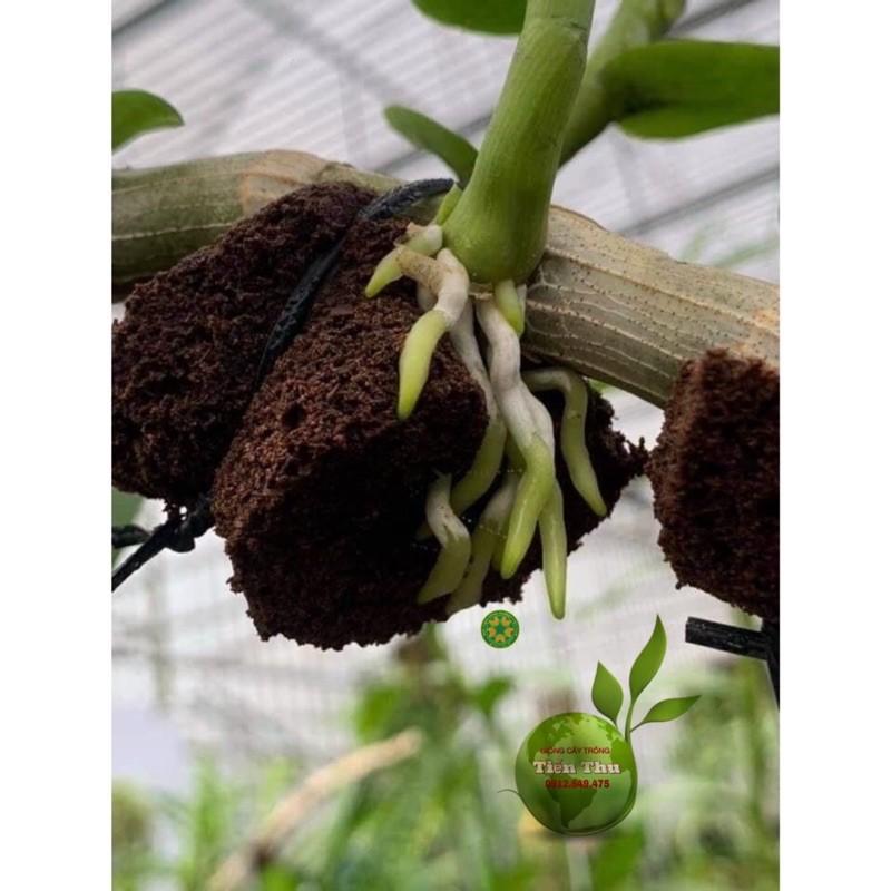 5 Viên Mút Ươm Kie Hữu Cơ Lan Phi Điệp