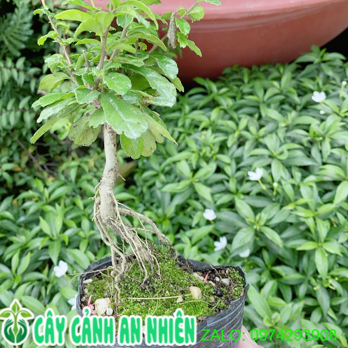 Cây Trà Phúc Kiếng