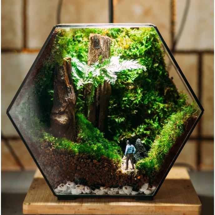 COMBO TỰ SETUP 1 CHIẾC BỂ TERRARIUM PHONG CÁCH FOREST ĐƠN GIẢN