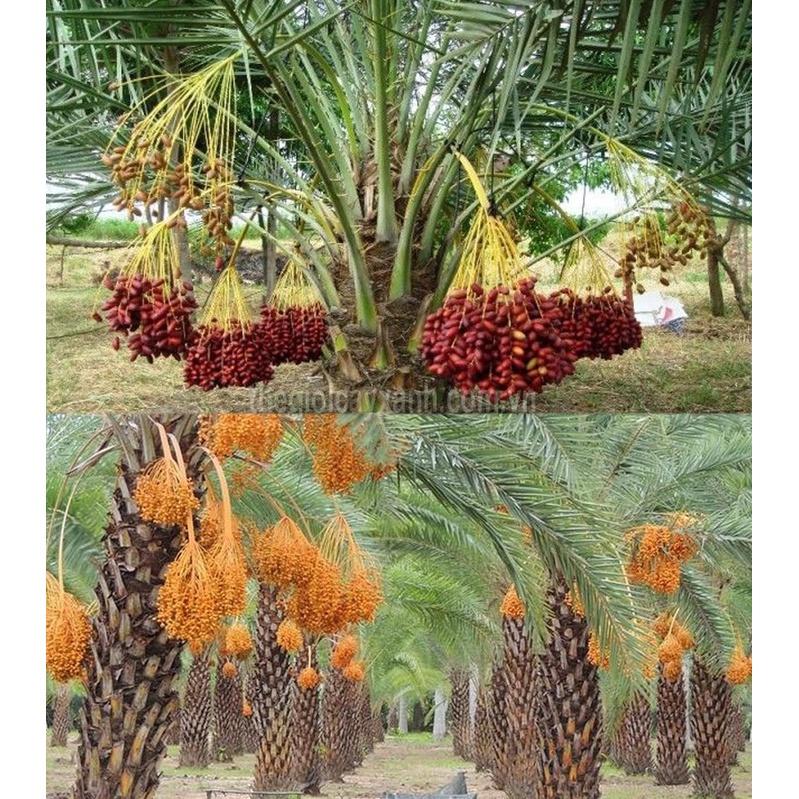 CÂY GIỐNG CHÀ LÀ ĂN QUẢ KHALAS-QUẢ VÀNG TO