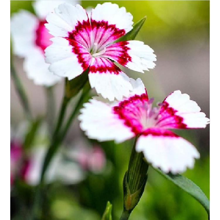 Hạt Giống Hoa Cẩm Chướng Hoa Cánh Đơn Nhiều Màu - 100hạt/gói