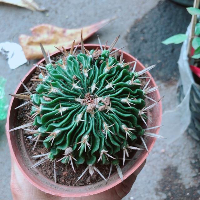 Xương Rồng Trúc Ngọc