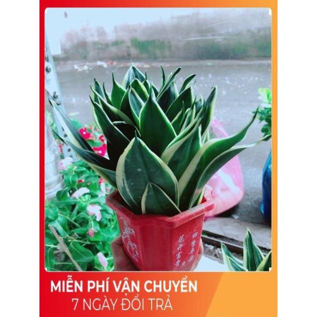 Chậu Lưỡi Hổ Thái Xanh