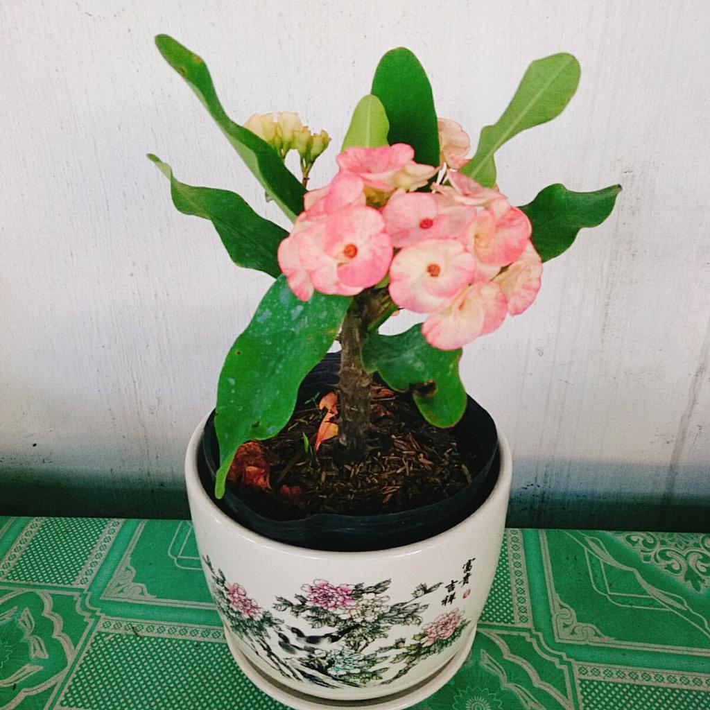 Xương Rồng Bát Tiên - cây cảnh để bàn + tặng phân bón cho cây