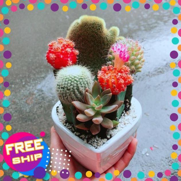Chậu Xương Rồng Mix