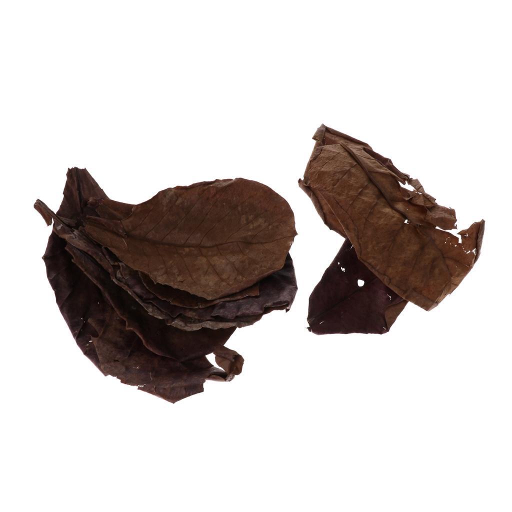 30x Premium Grade Catappa Indian Almond Leaves Perfect for Breeding & Hiding