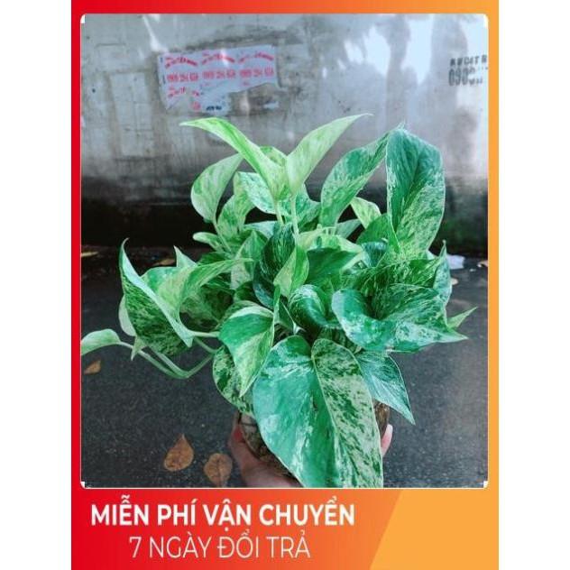 Chậu Trầu Bà Sữa Trồng Thuỷ Sinh