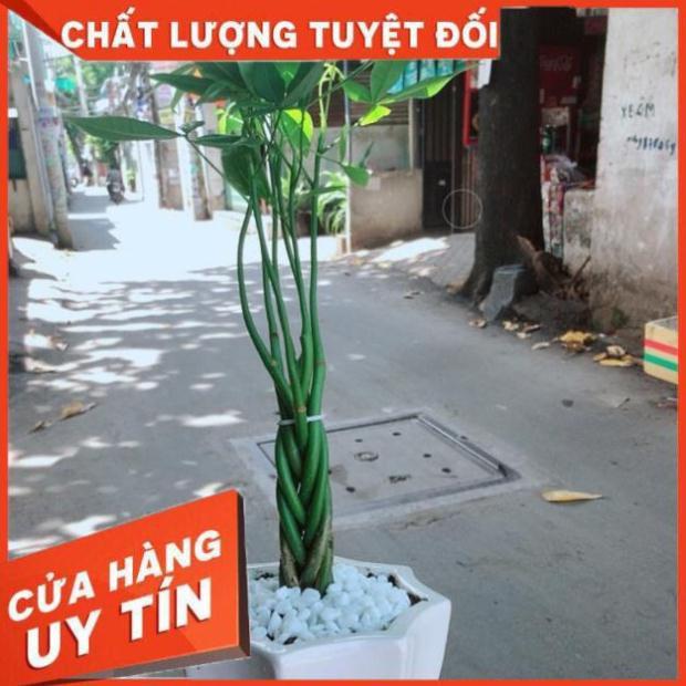 Cây kim ngân bím 5 thân mini